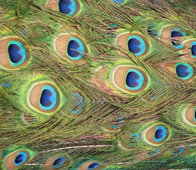 Free Stock Photo: Closeup of peacock feathers