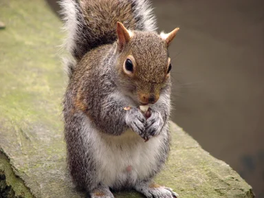 Free Stock Photo: Closeup of a squirrel eating a nut