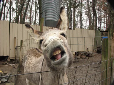 Free Stock Photo: A closeup of a donkey