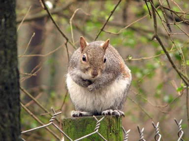 Free Stock Photo: Closeup of a squirrel on a fence