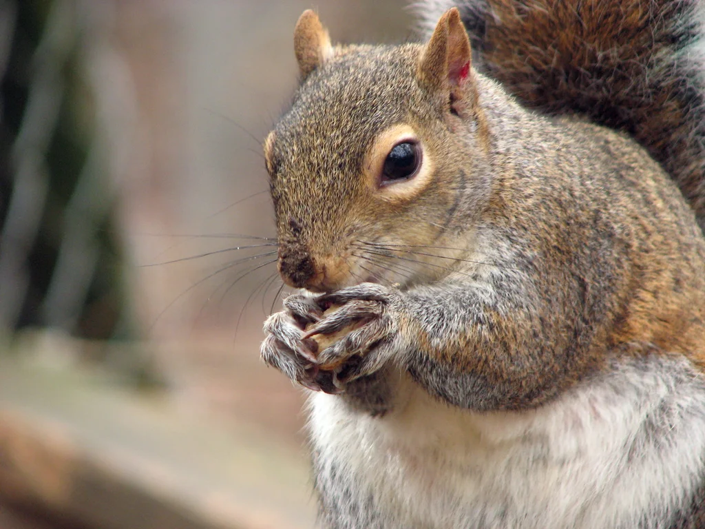 Closeup of a squirrel eating a nut : Free Stock Photo