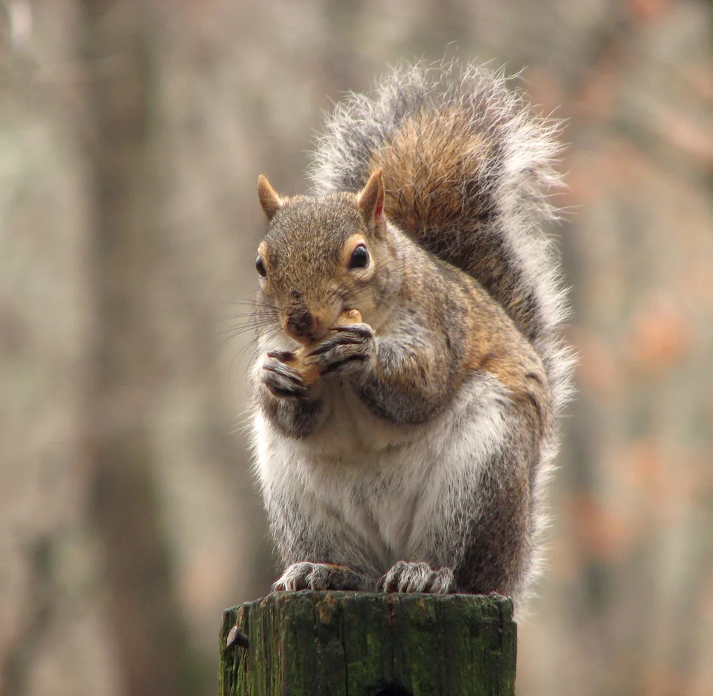 Closeup of a squirrel eating a nut on a fence post : Free Stock Photo
