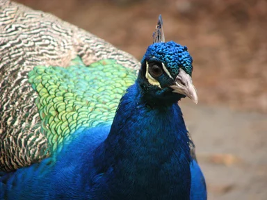 Free Stock Photo: Closeup of a peacock