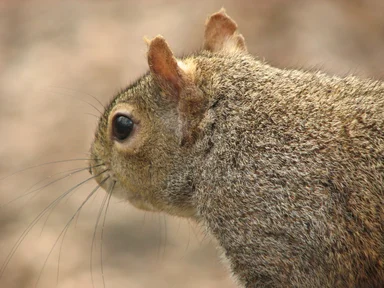 Free Stock Photo: Closeup of a squirrel