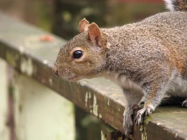 Free Stock Photo: Closeup of a squirrel on a fence