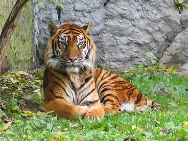 Free Stock Photo: A Sumatran tiger lying in the grass