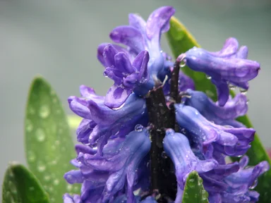 Free Stock Photo: Closeup of a blue flower with rain drops