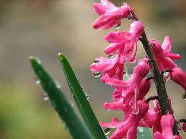 Free Stock Photo: Close-up of pink flowers with rain drops on them