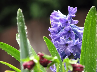 Free Stock Photo: Close-up of a blue flower and leaves with water drops