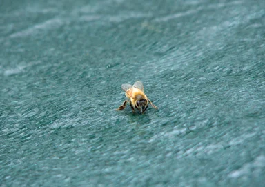 Free Stock Photo: A honey bee on a blue tarp