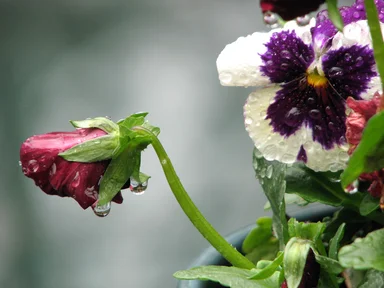 Free Stock Photo: Close-up of a pansy and a red flower with rain drops on them