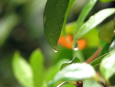 Free Stock Photo: Close-up of a green leaf with a rain drop on it