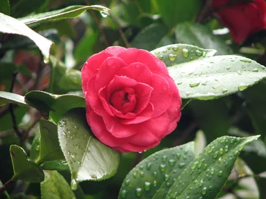 Free Stock Photo: Close-up of a pink camellia flower with rain drops on it