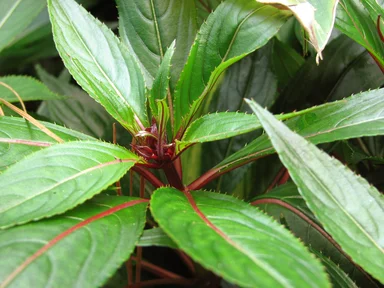 Free Stock Photo: Exotic plant