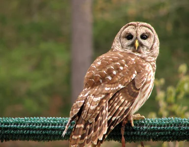 Free Stock Photo: Close-up of a barred owl