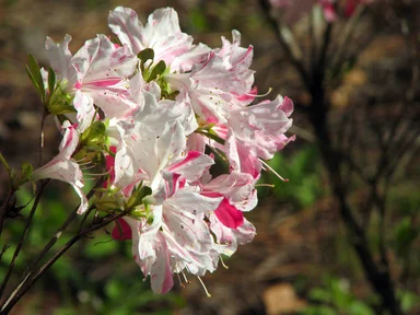 Free Stock Photo: Close-up of a pink and white azalea flower