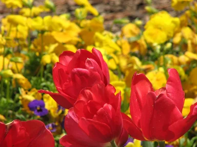 Free Stock Photo: Red tulips with yellow flowers in the background