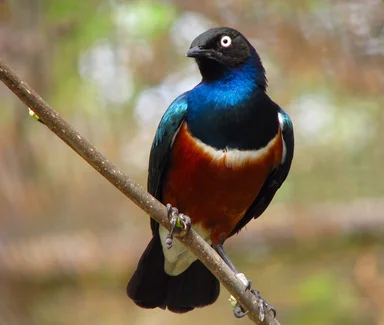 Free Stock Photo: Closeup of a Superb starling perched on a branch