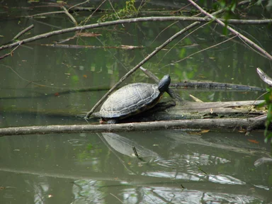 Free Stock Photo: A turtle in a swamp