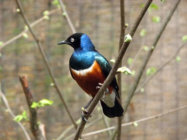 Free Stock Photo: Closeup of a Superb starling perched on a branch