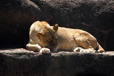 Free Stock Photo: Closeup of a lion sleeping on a rock