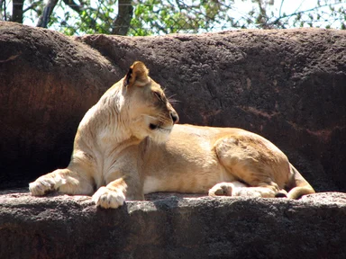 Free Stock Photo: Closeup of a lion on a rock