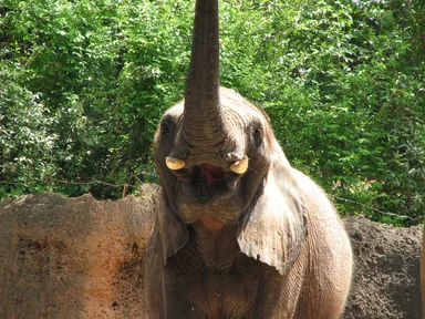 Free Stock Photo: An elephant opening its mouth