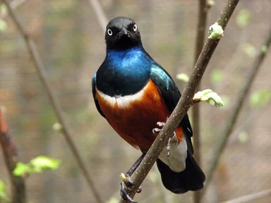 Free Stock Photo: Closeup of a Superb starling perched on a branch