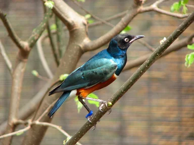 Free Stock Photo: Closeup of a Superb starling perched on a branch