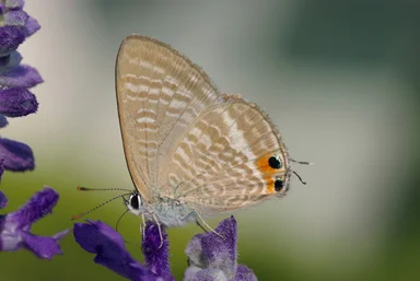 Free Stock Photo: Closeup of a brown peablue butterfly