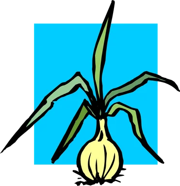 Free Stock Photo: Illustration of an onion