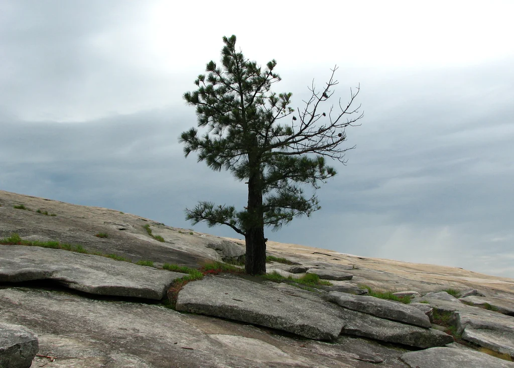 A single tree growing on a rock face of a mountain : Free Stock Photo