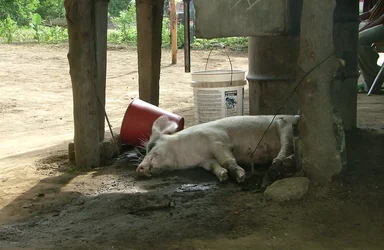 Free Stock Photo: A pig in the mud