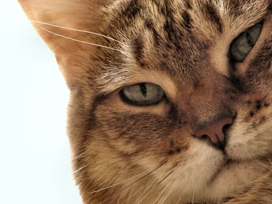 Free Stock Photo: Cat portrait