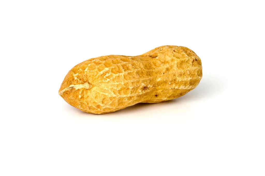 A peanut isolated on a white background : Free Stock Photo