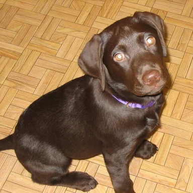 Free Stock Photo: A labrador retriever sitting on a wooden floor