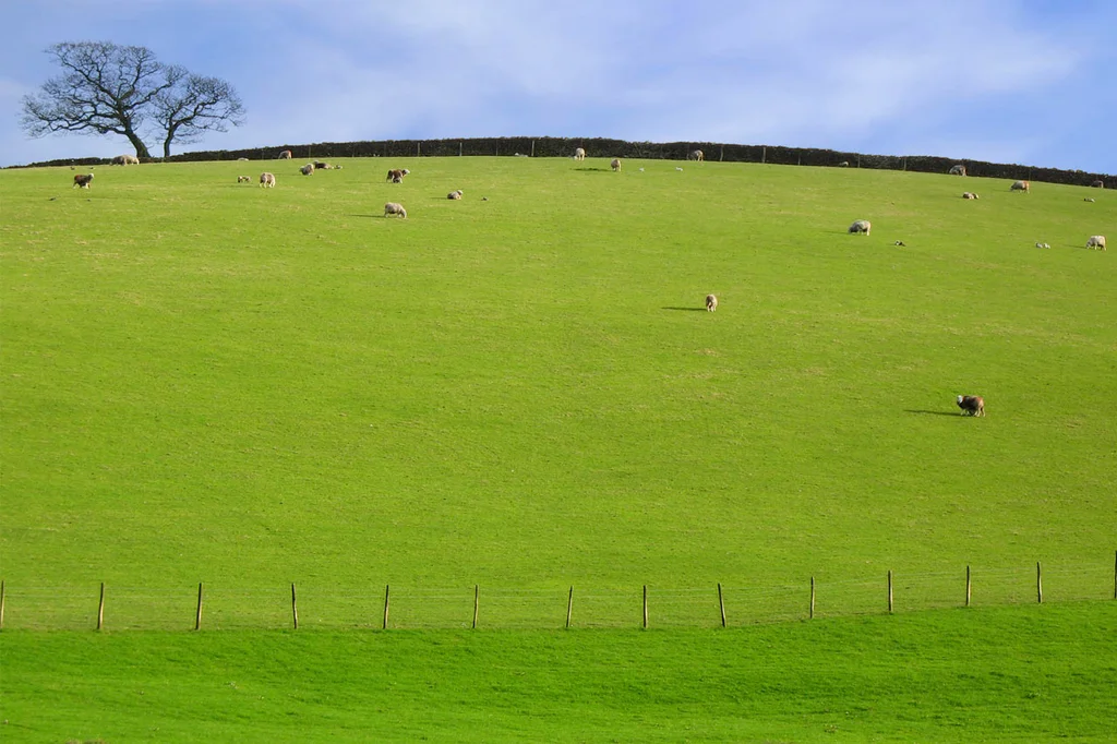 A green pasture with sheep under a blue sky : Free Stock Photo