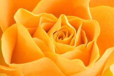 Free Stock Photo: Close-up of a yellow rose