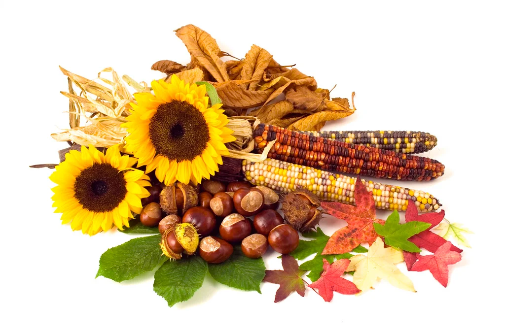 An autumn still life : Free Stock Photo