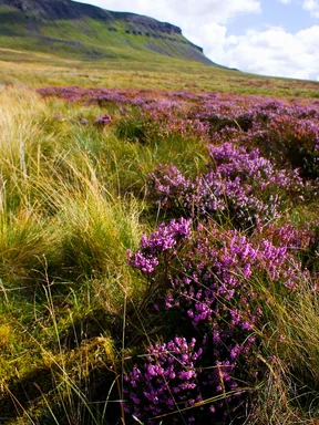 Free Stock Photo: A field with purple flowers