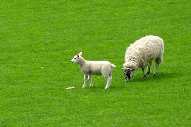 Free Stock Photo: Two sheep in a green field
