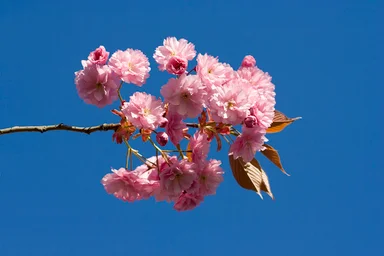 Free Stock Photo: Flowers on a Japanese Cherry tree