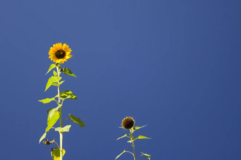 Sunflowers isolated on a blue background : Free Stock Photo