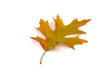Free Stock Photo: A red oak leaf isolated on a white background