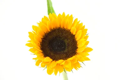 Free Stock Photo: A sunflower isolated on a white background