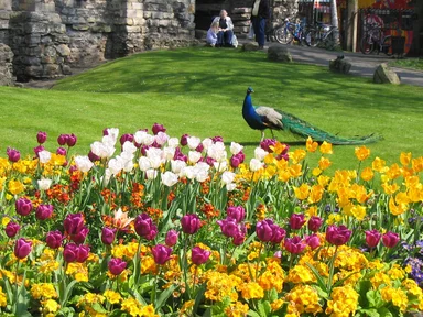 Free Stock Photo: A peacock by colorful flowers