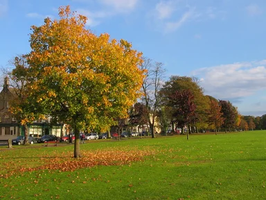 Free Stock Photo: A park in autumn
