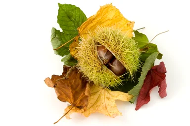 Free Stock Photo: A chestnut conker in its shell with leaves