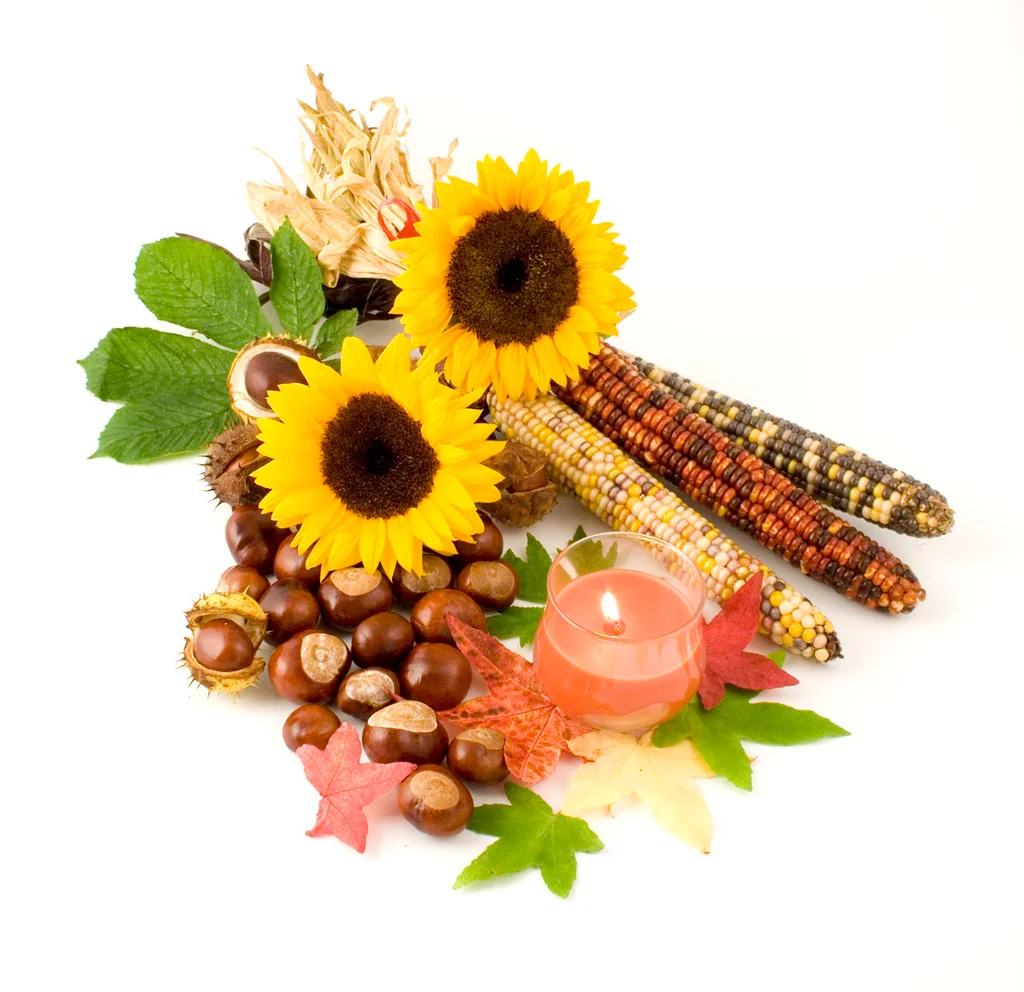 An autumn still life : Free Stock Photo