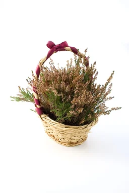 Free Stock Photo: Heather in a basket with a purple bow isolated on a white background